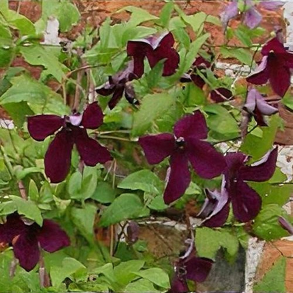 Sinine elulõng 'Black Prince' - Image 3