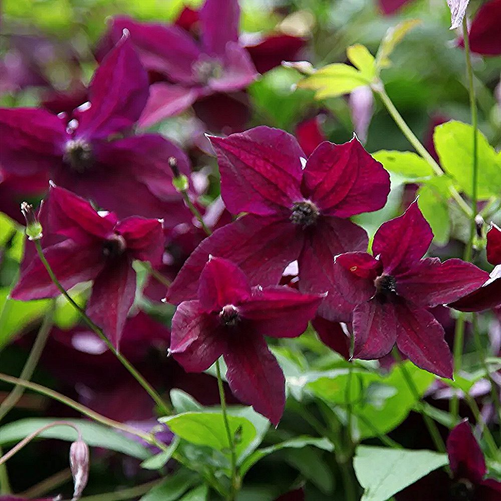 Sinine elulõng 'Black Prince' - Image 4