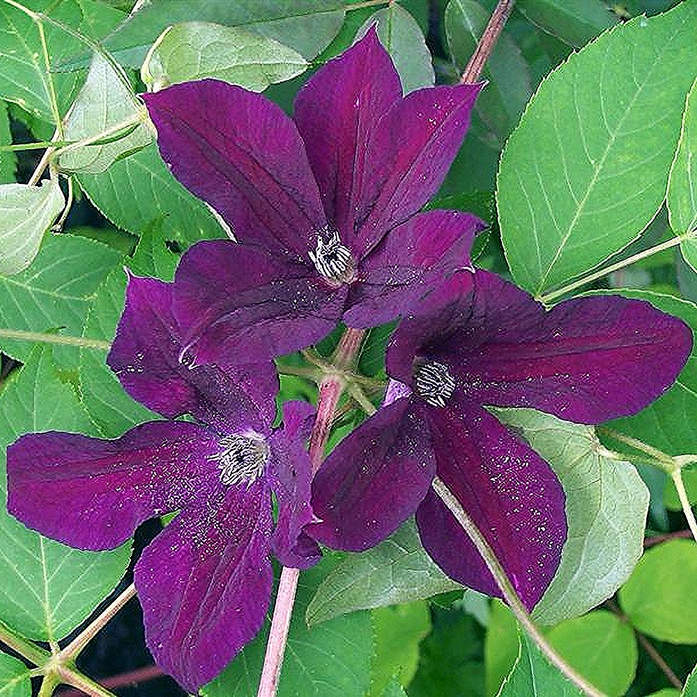 Sinine elulõng 'Black Prince'