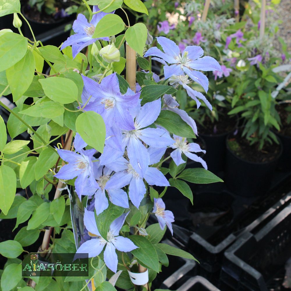 Elulõng 'Blue Light' - Image 2