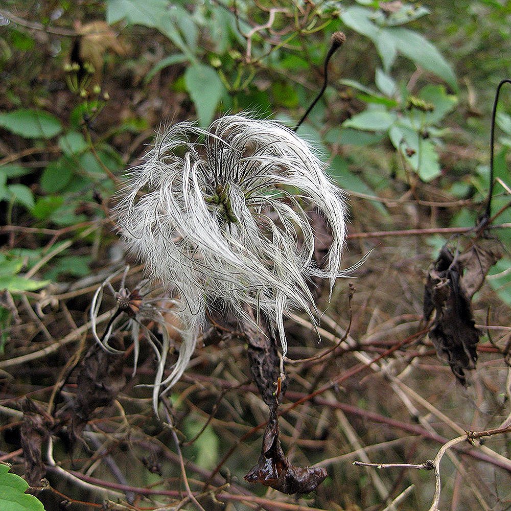 Elulõng 'Brunette' - Image 3