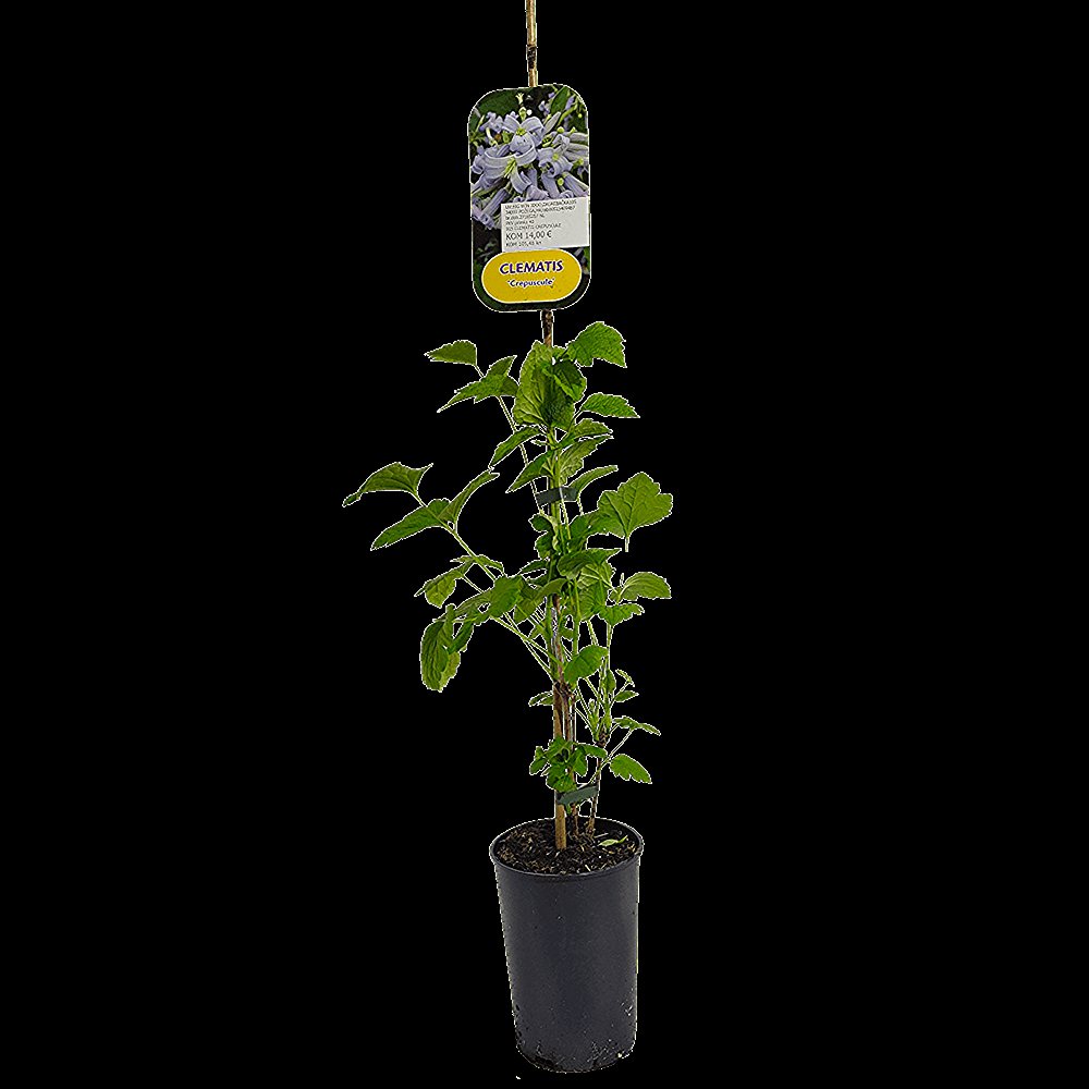 Karuputkelehine elulõng 'Crepuscule' - Image 2