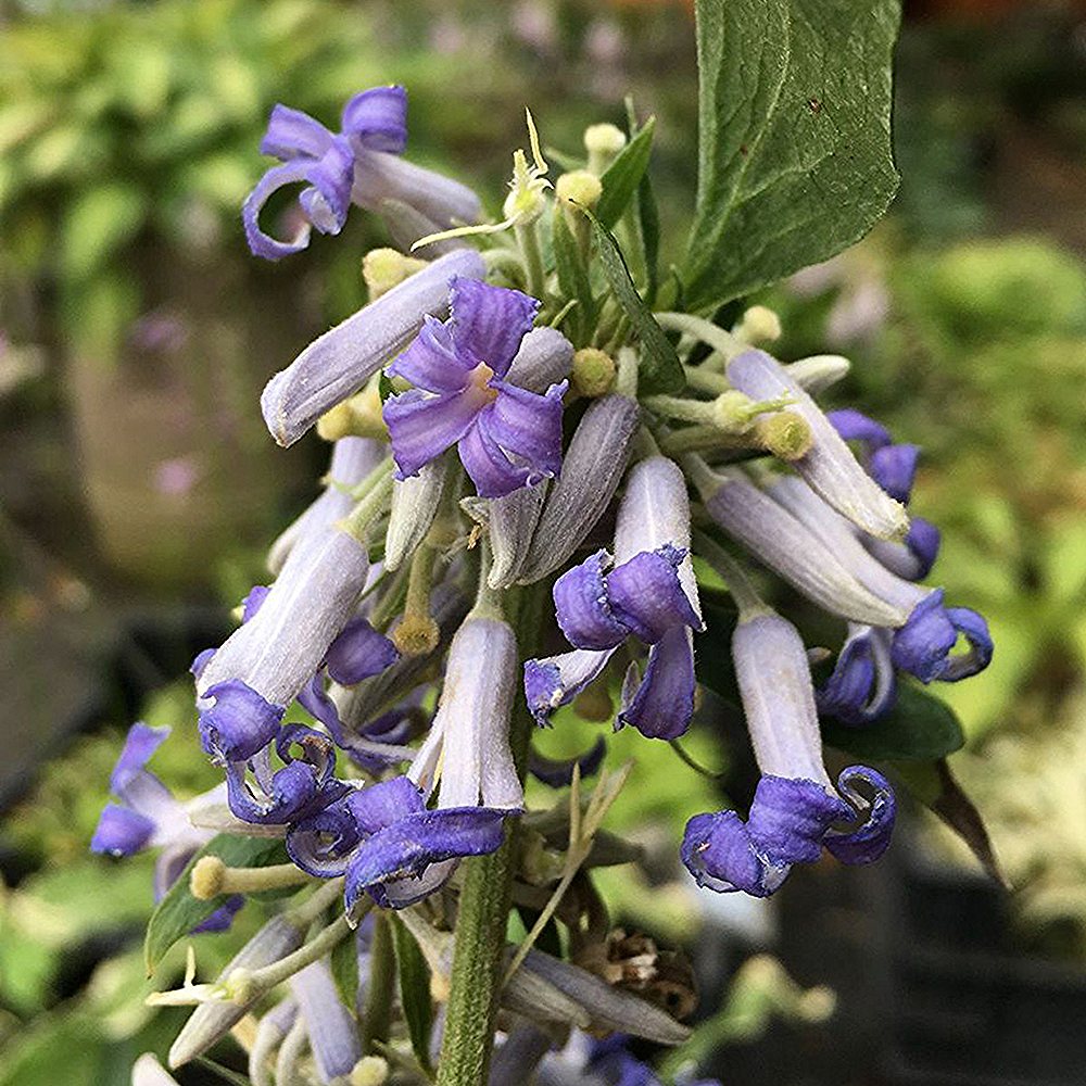 Karuputkelehine elulõng 'Crepuscule'