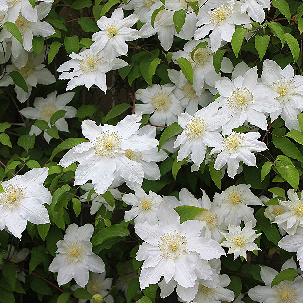 Elulõng 'Dancing Dorien'