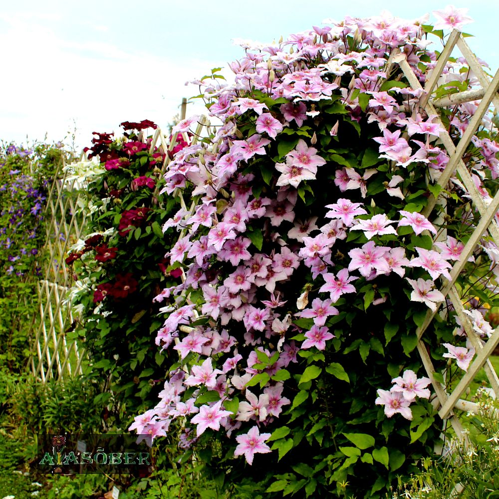 Suureõieline elulõng 'Girenas'