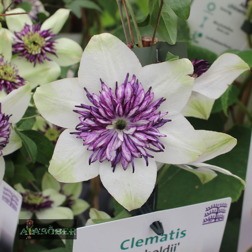 Rohkeõieline elulõng sieboldiana - Image 2