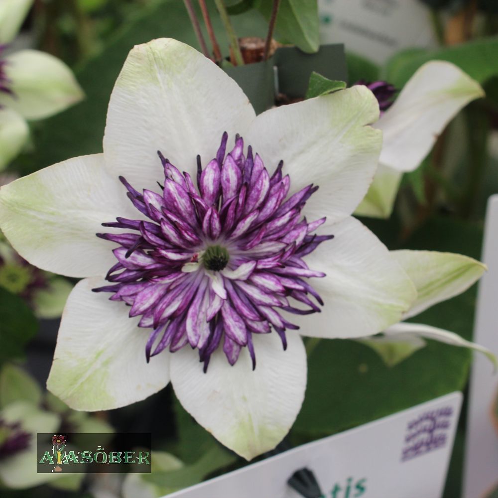 Rohkeõieline elulõng sieboldiana - Image 3