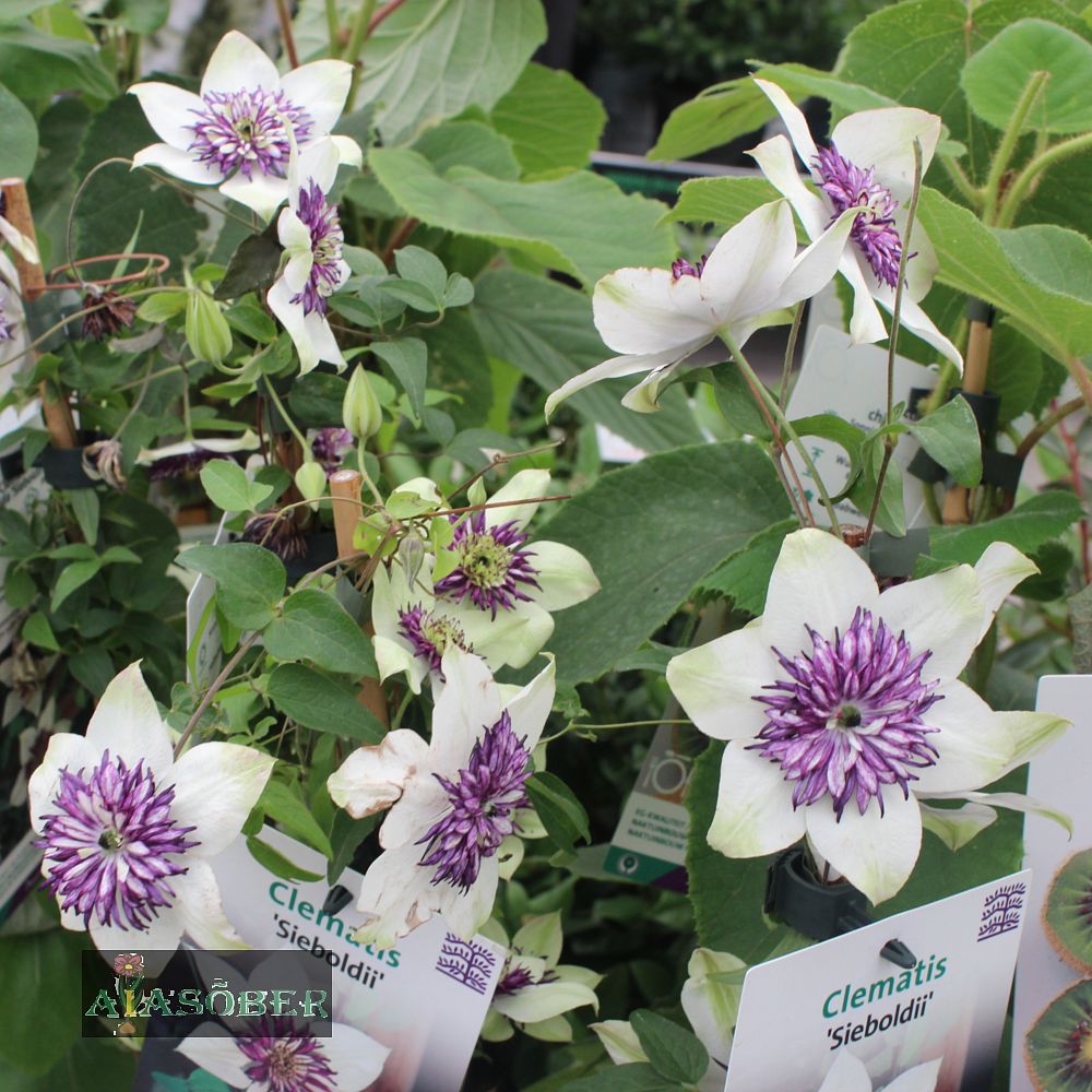 Rohkeõieline elulõng sieboldiana