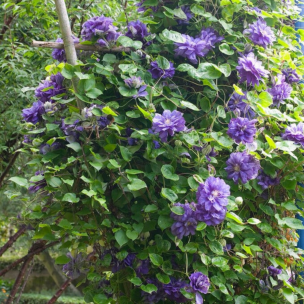 Elulõng 'Kiri Te Kanawa' - Image 2