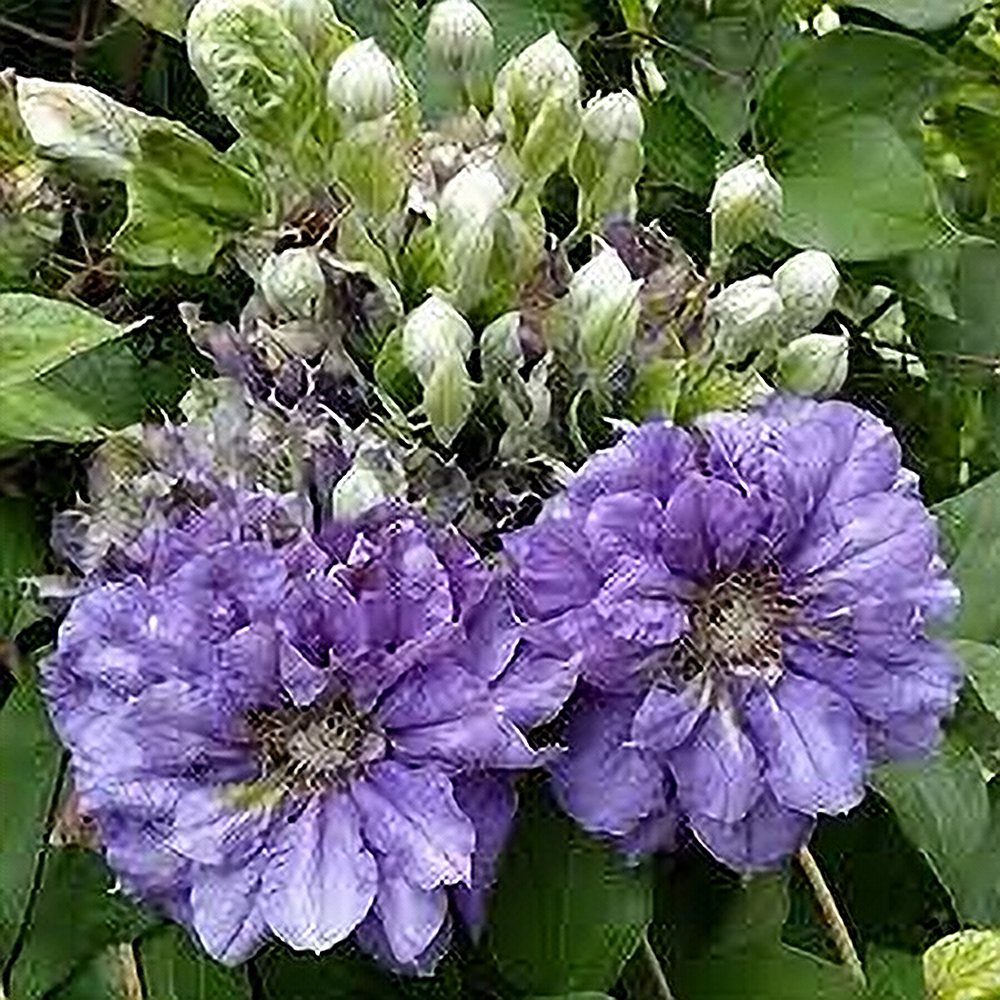 Elulõng 'Kiri Te Kanawa' - Image 3