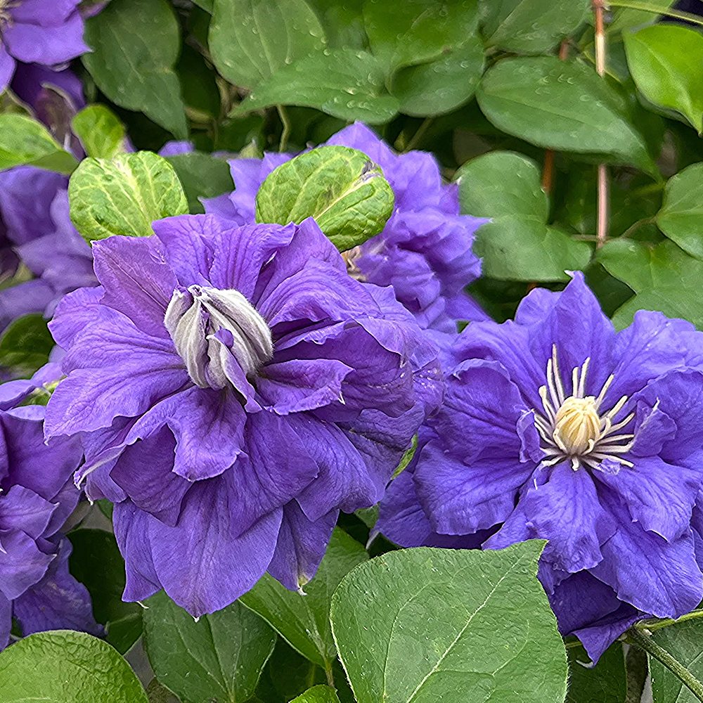 Elulõng 'Kiri Te Kanawa'