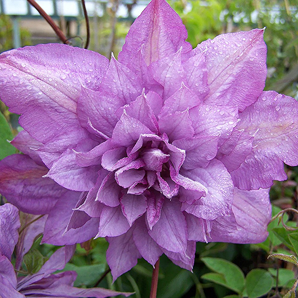 Elulõng 'Proteus' - Image 3