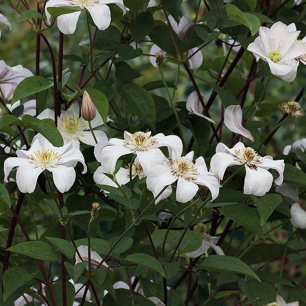 Elulõng 'Jackmanii Alba' - Image 2