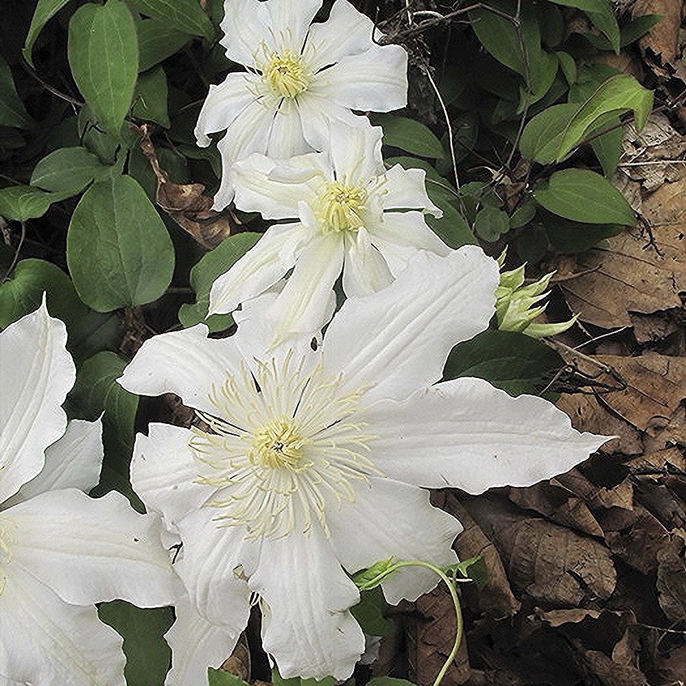 Elulõng 'Jackmanii Alba' - Image 3