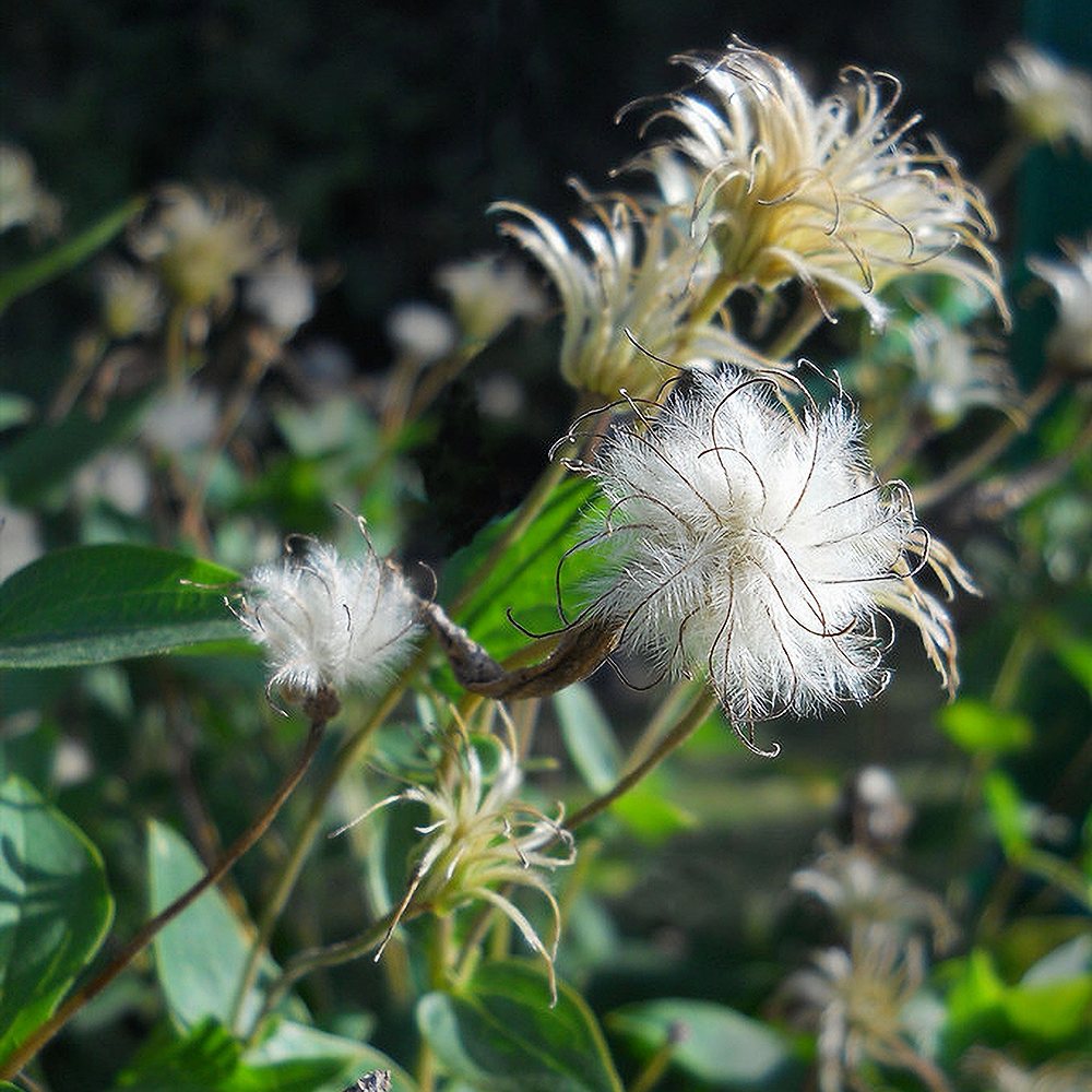 Elulõng 'Jackmanii Alba' - Image 4