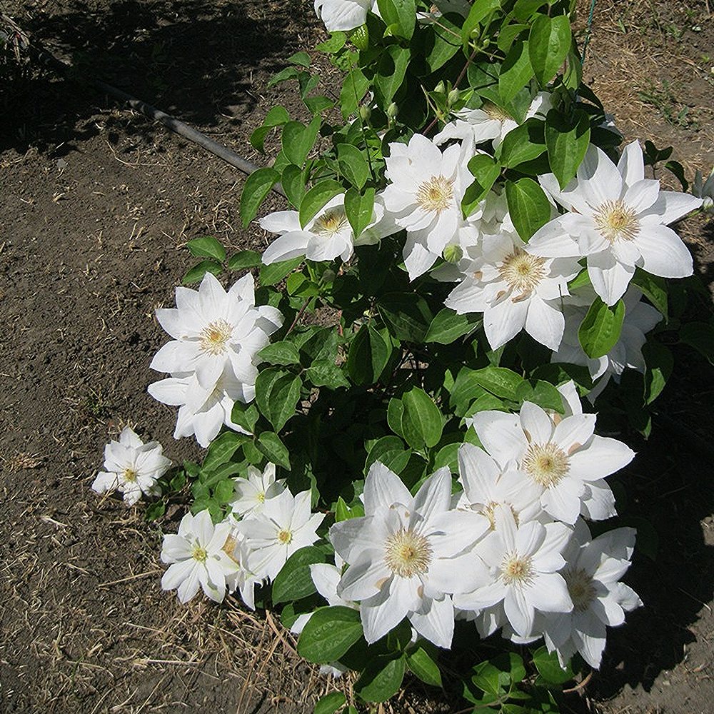 Elulõng 'Jackmanii Alba'