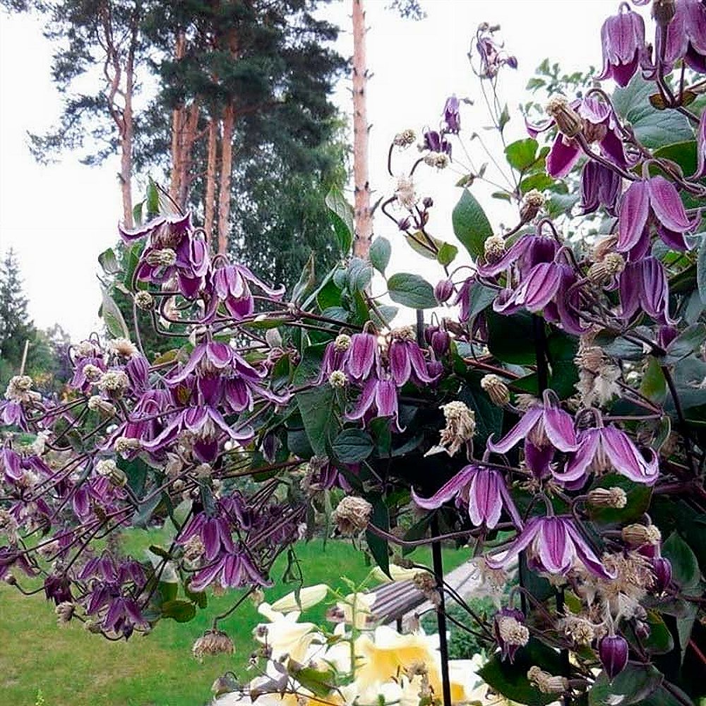 Elulõng 'Jan Fopma' - Image 2