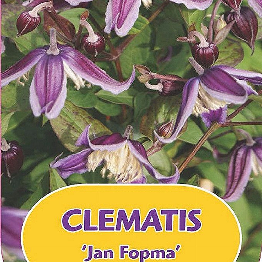 Elulõng 'Jan Fopma' - Image 3