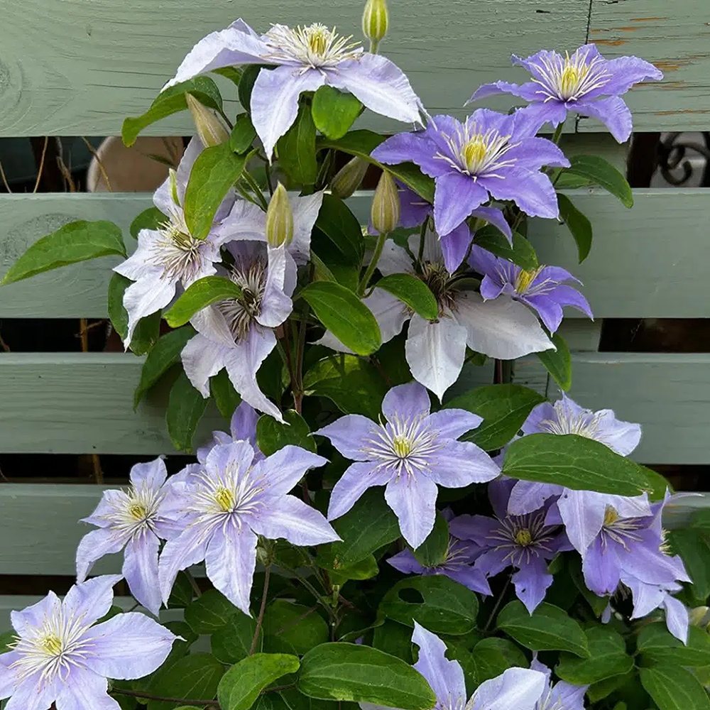 Sinine elulõng 'Justa' - Image 4