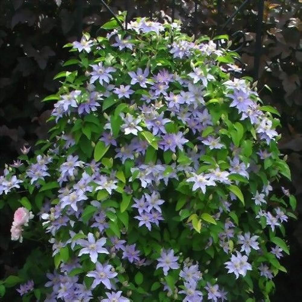 Sinine elulõng 'Justa'