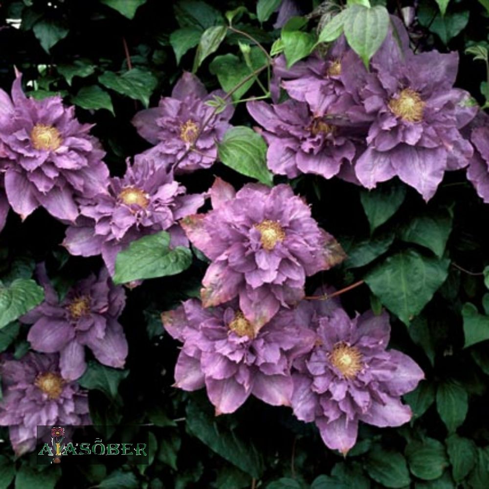 Elulõng 'Vyvyan Pennell'