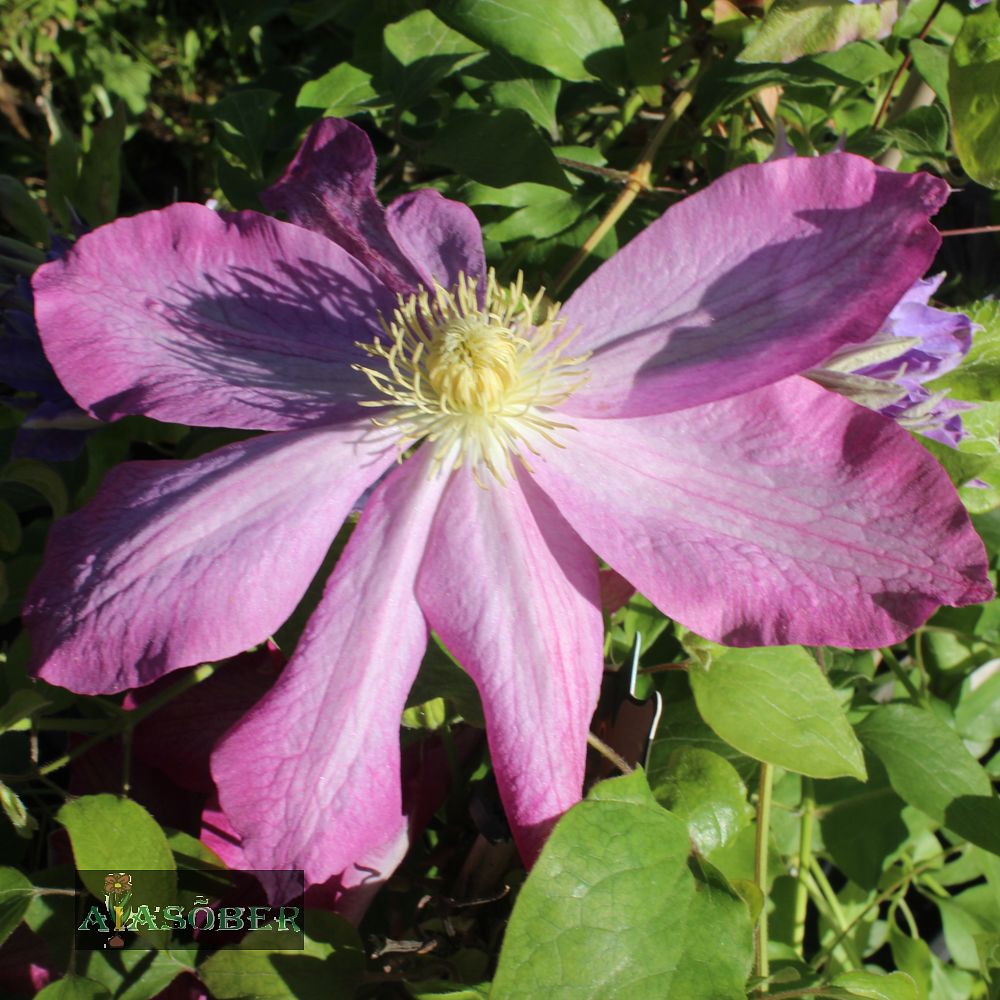 Suureõieline elulõng 'Asao' - Image 2