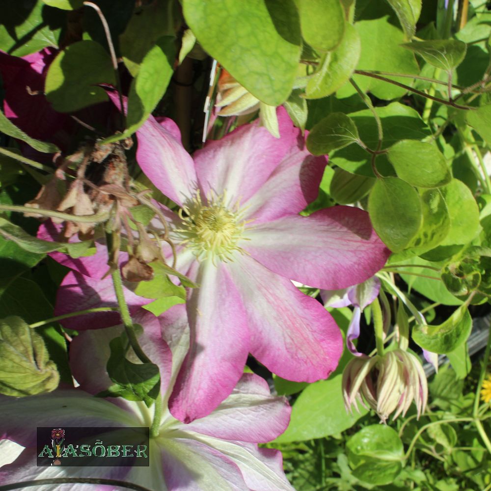 Suureõieline elulõng 'Asao' - Image 3