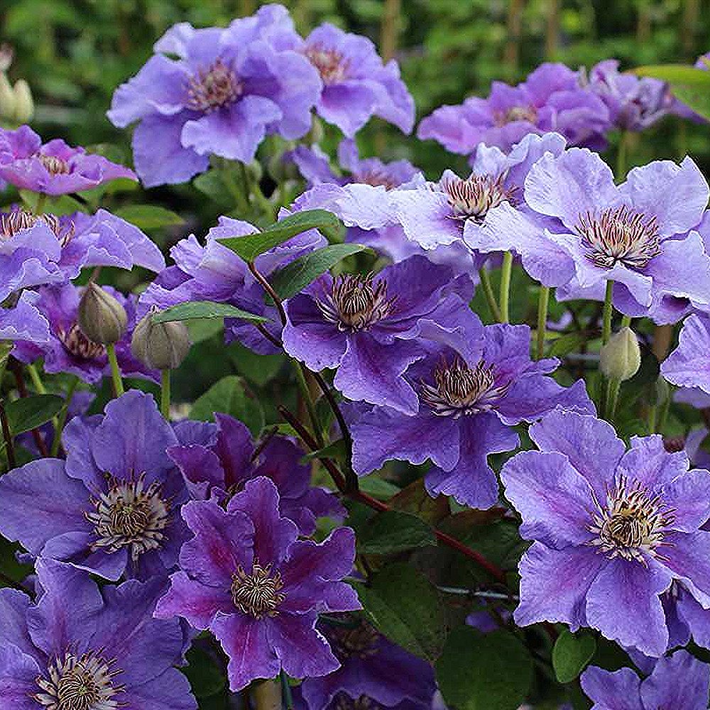 Elulõng 'Ashva' - Image 2