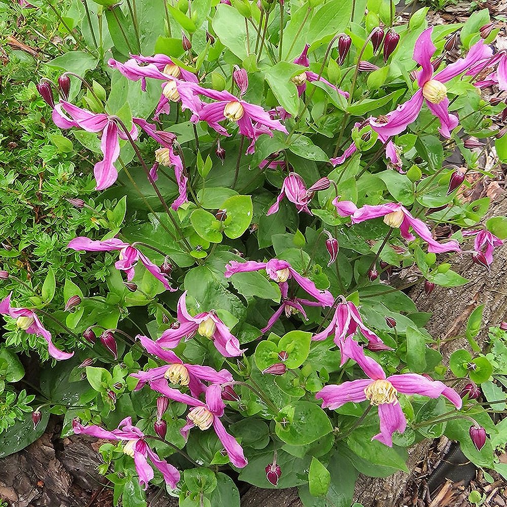 Tervelehine elulõng 'Rosea'