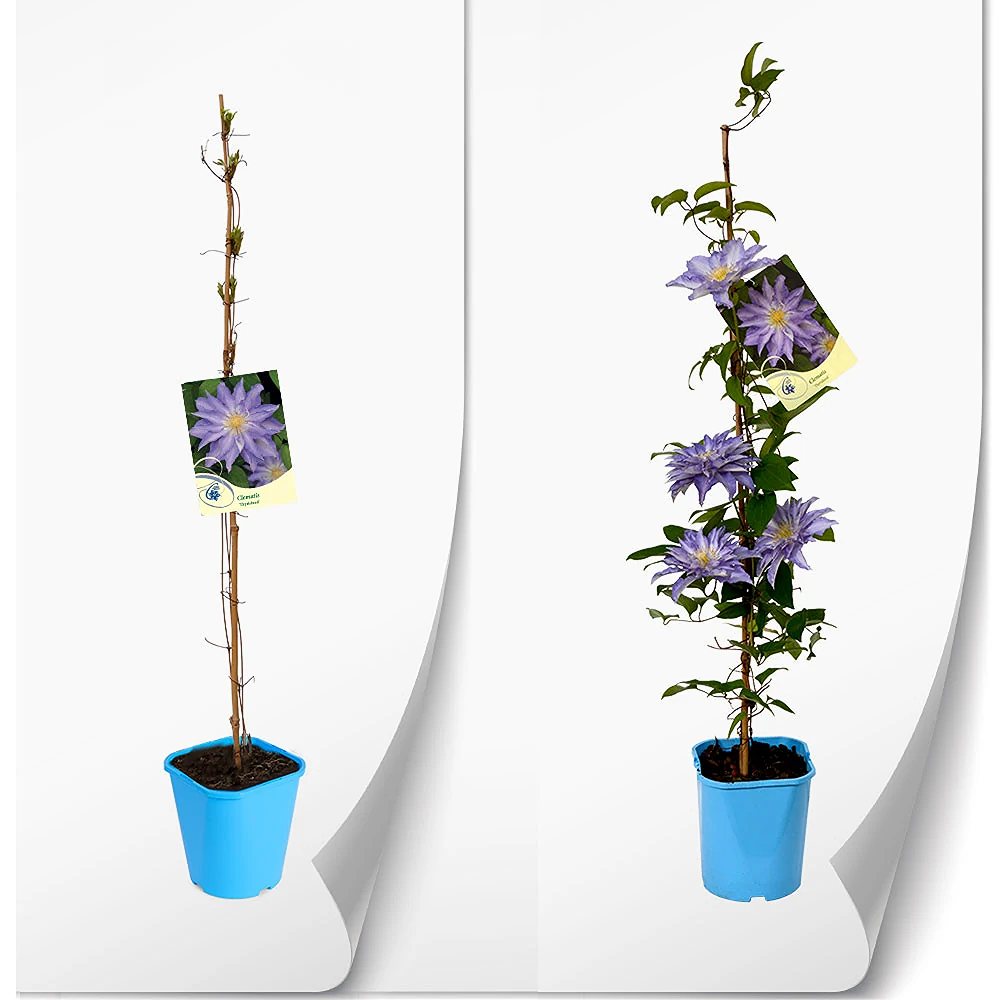 Elulõng 'Thyrislund' - Image 2