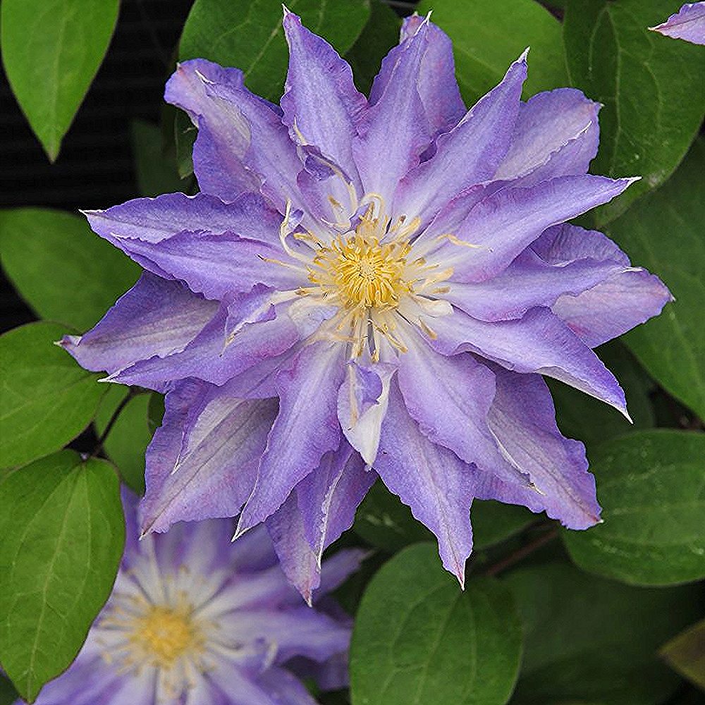 Elulõng 'Thyrislund'