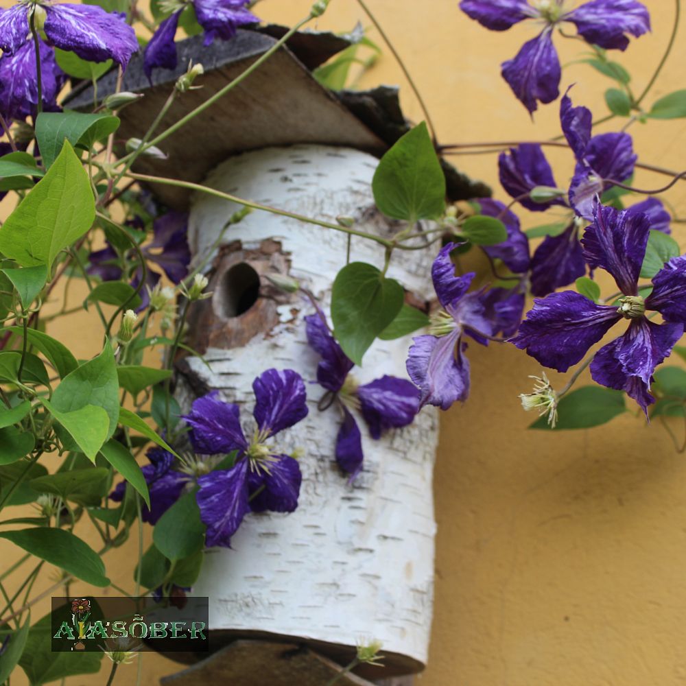 Elulõng 'Tie Dye' - Image 2