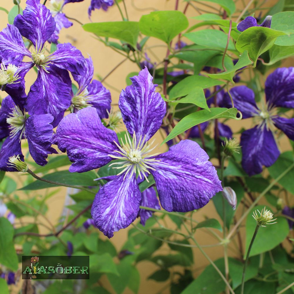 Elulõng 'Tie Dye' - Image 3