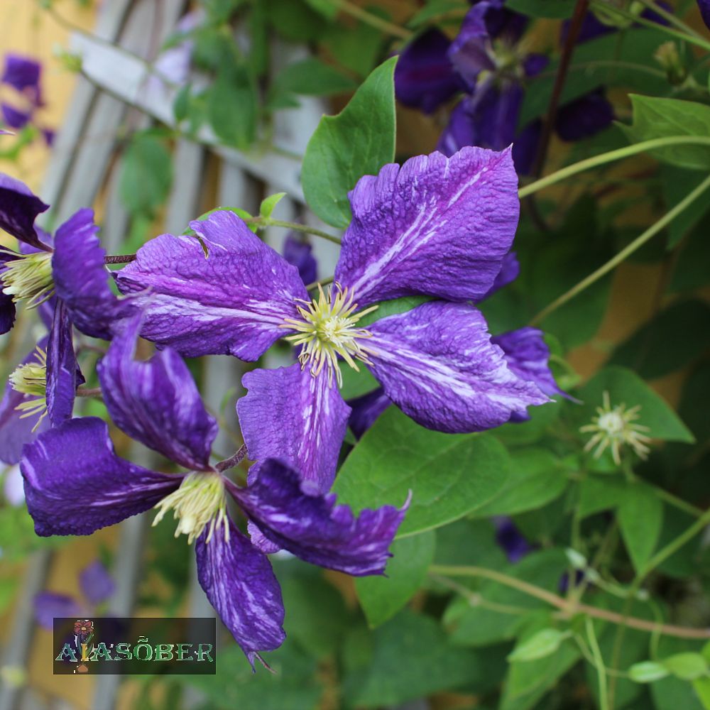 Elulõng 'Tie Dye' - Image 4