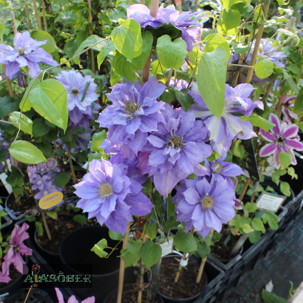 Elulõng 'Beauty of Worcester' - Image 2