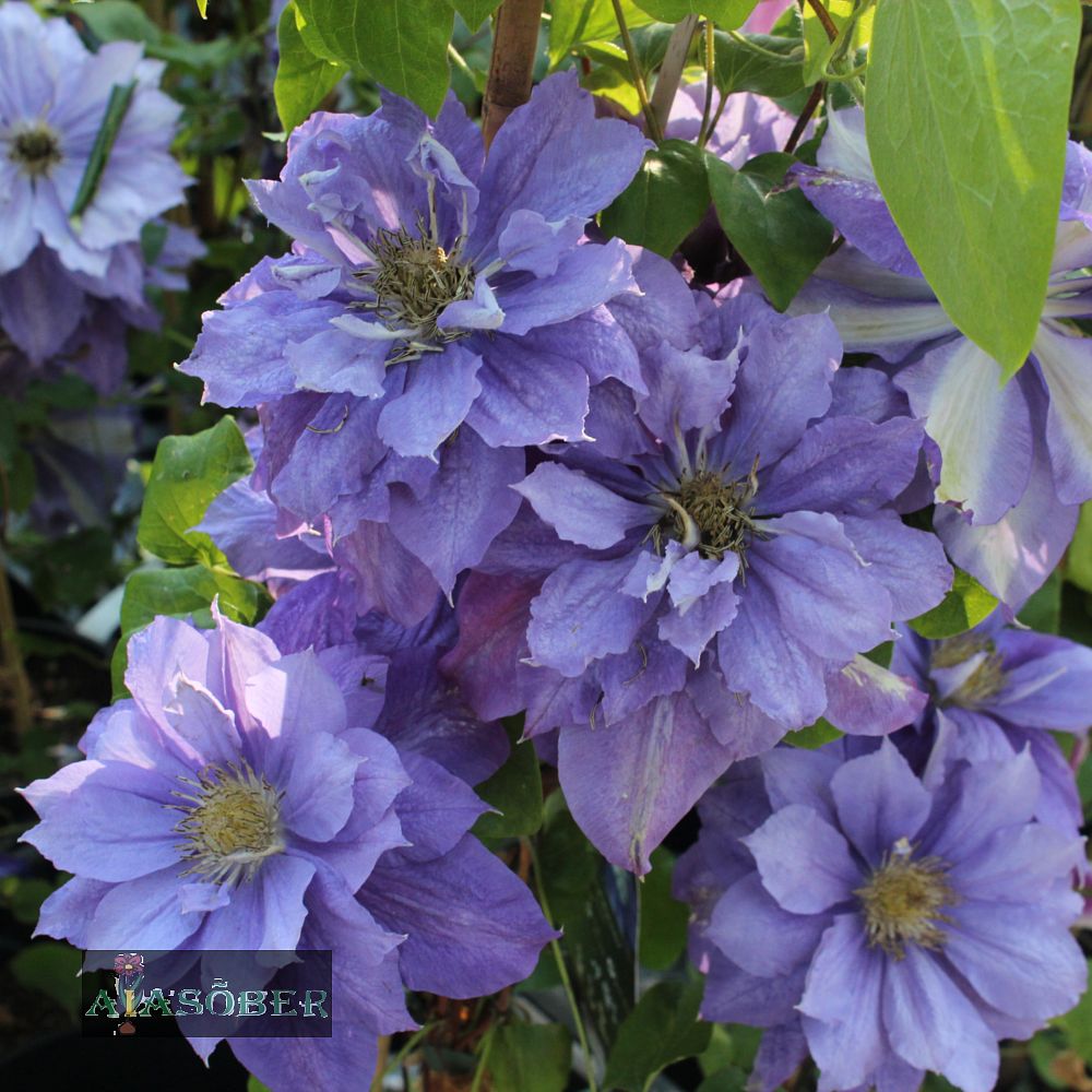 Elulõng 'Beauty of Worcester' - Image 3