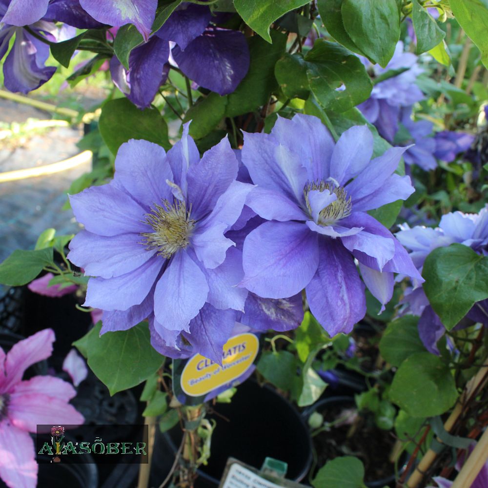 Elulõng 'Beauty of Worcester' - Image 4