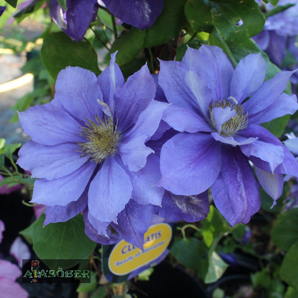 Elulõng 'Beauty of Worcester'