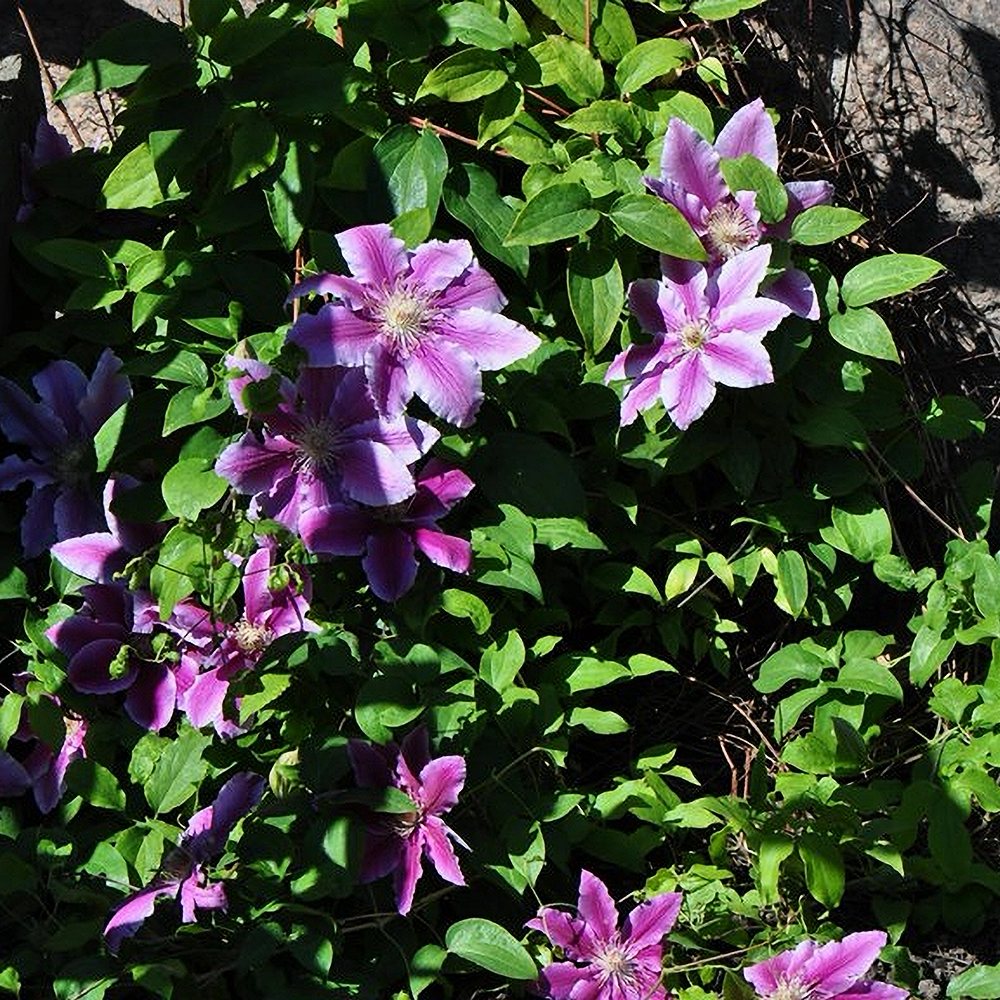 Elulõng 'Etoile de Malicorne' - Image 2