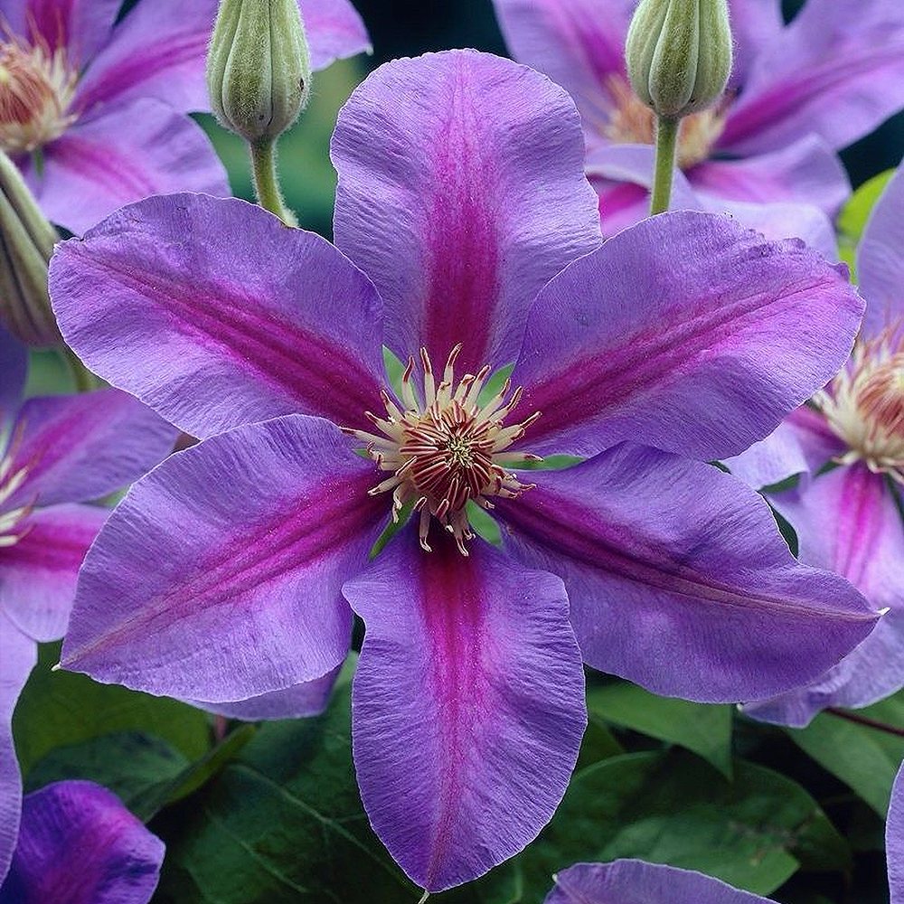 Elulõng 'Etoile de Malicorne' - Image 3