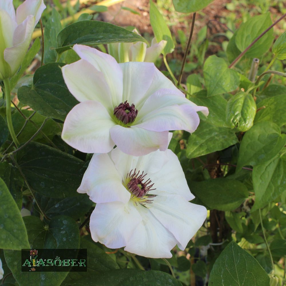 Elulõng 'Ibi' - Image 2