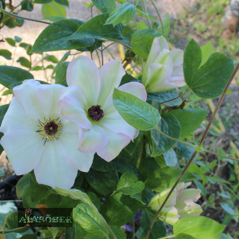 Elulõng 'Ibi' - Image 3