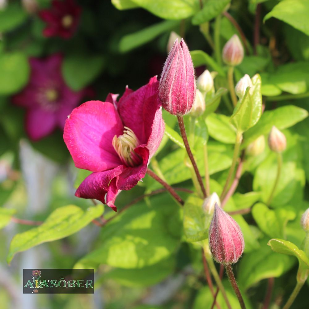 Sinine elulõng 'Madame Julia Correvon'