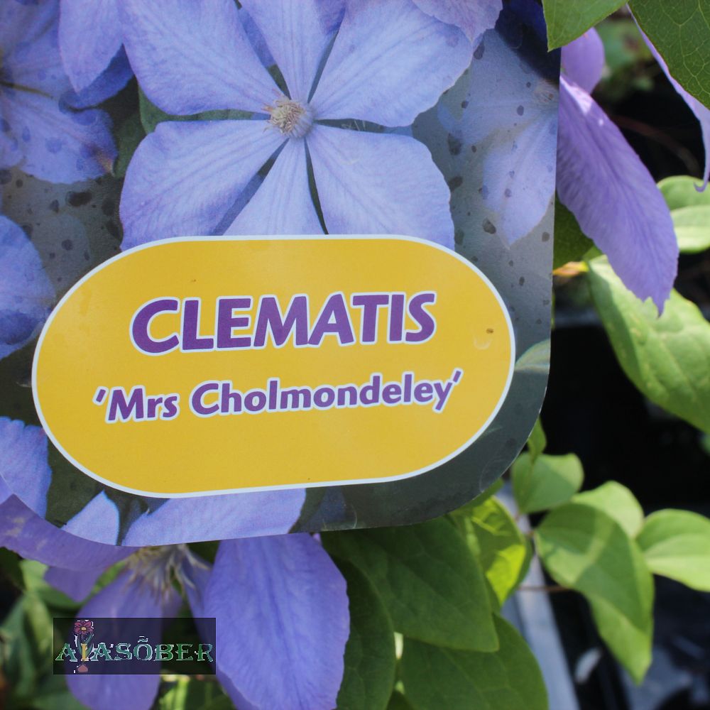 Elulõng 'Mrs Cholmondeley'