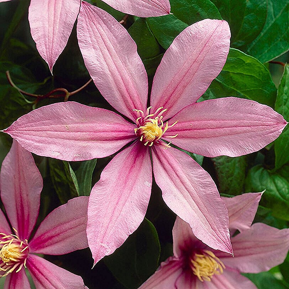 Elulõng 'Mrs Spencer Castle'