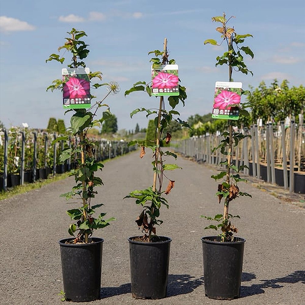 Elulõng 'Red Passion' - Image 2