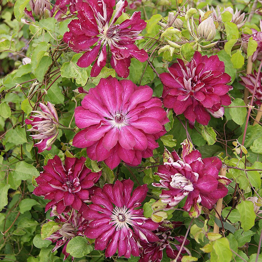 Elulõng 'Red Passion'