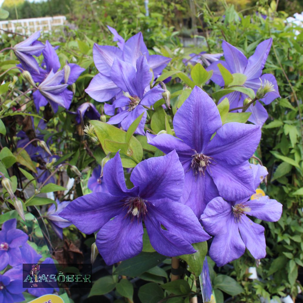 Elulõng 'Semu' - Image 2