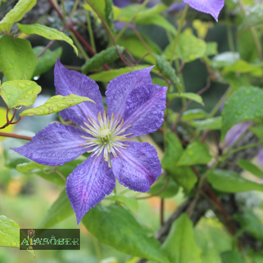 Elulõng 'Semu' - Image 4