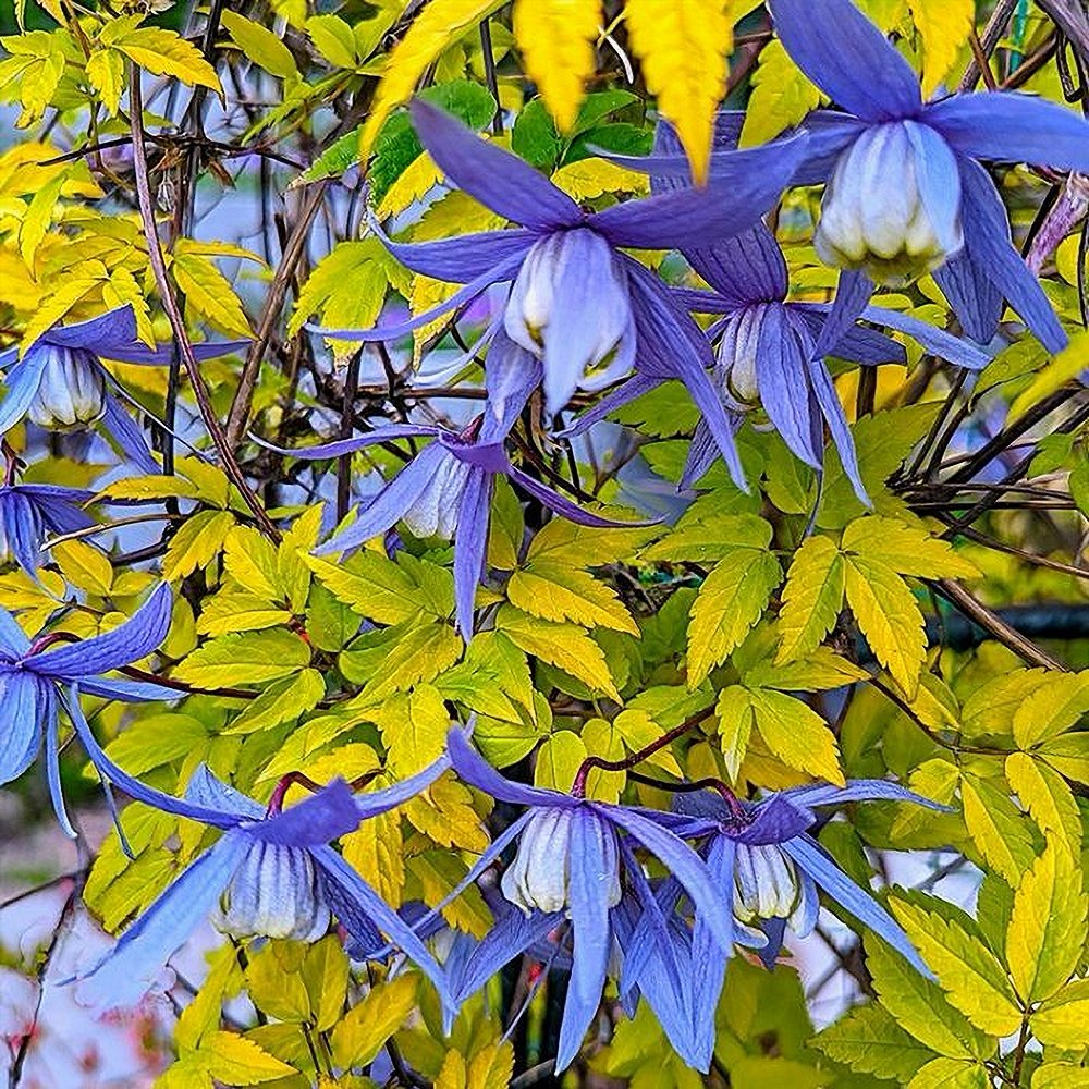 Elulõng 'Stolwijk Gold'